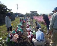 幼稚園児によるサツマイモの収穫