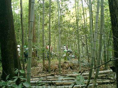 竹林,間伐作業中の写真
