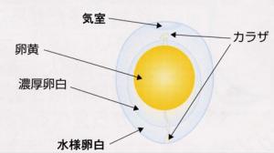 卵の中身の模式図
