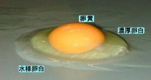 割った卵の写真