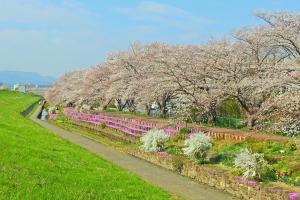 桜並木と春の花々を眺める芥川を並行して流れる新川土手