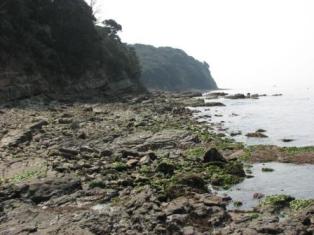 画像です。小島自然海浜保全地区の様子