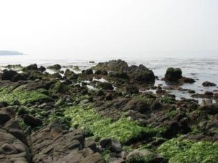 長松自然海浜地区の写真
