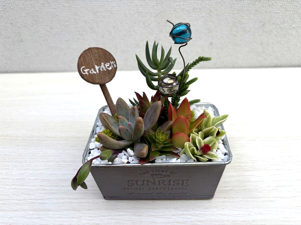 多肉植物の寄せ植え