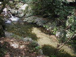 箕面川（上流の様子）の写真