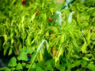 藤井寺工科高校（定時制）