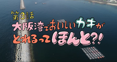 大阪湾でおいしいカキがとれるってほんと？！