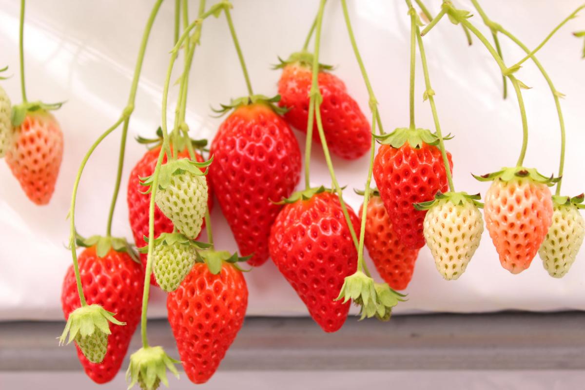 grand berry
