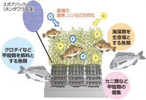 アルガーベイのイメージ図