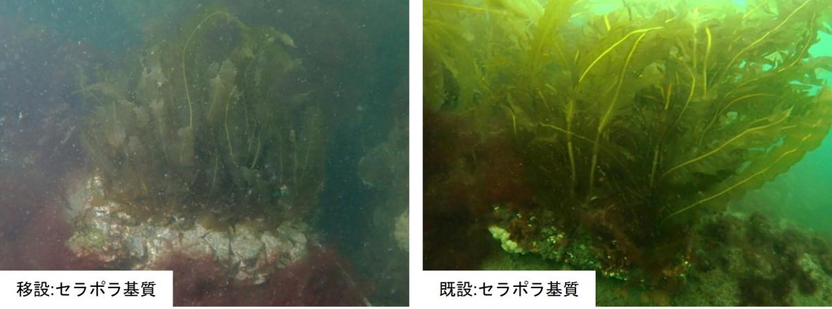 日本リーフ202503