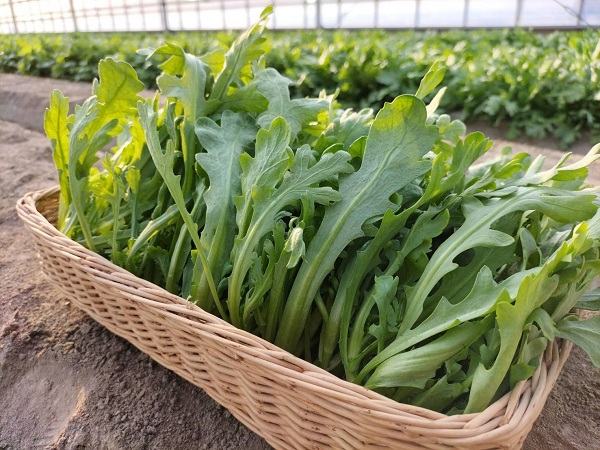 泉州きくな写真