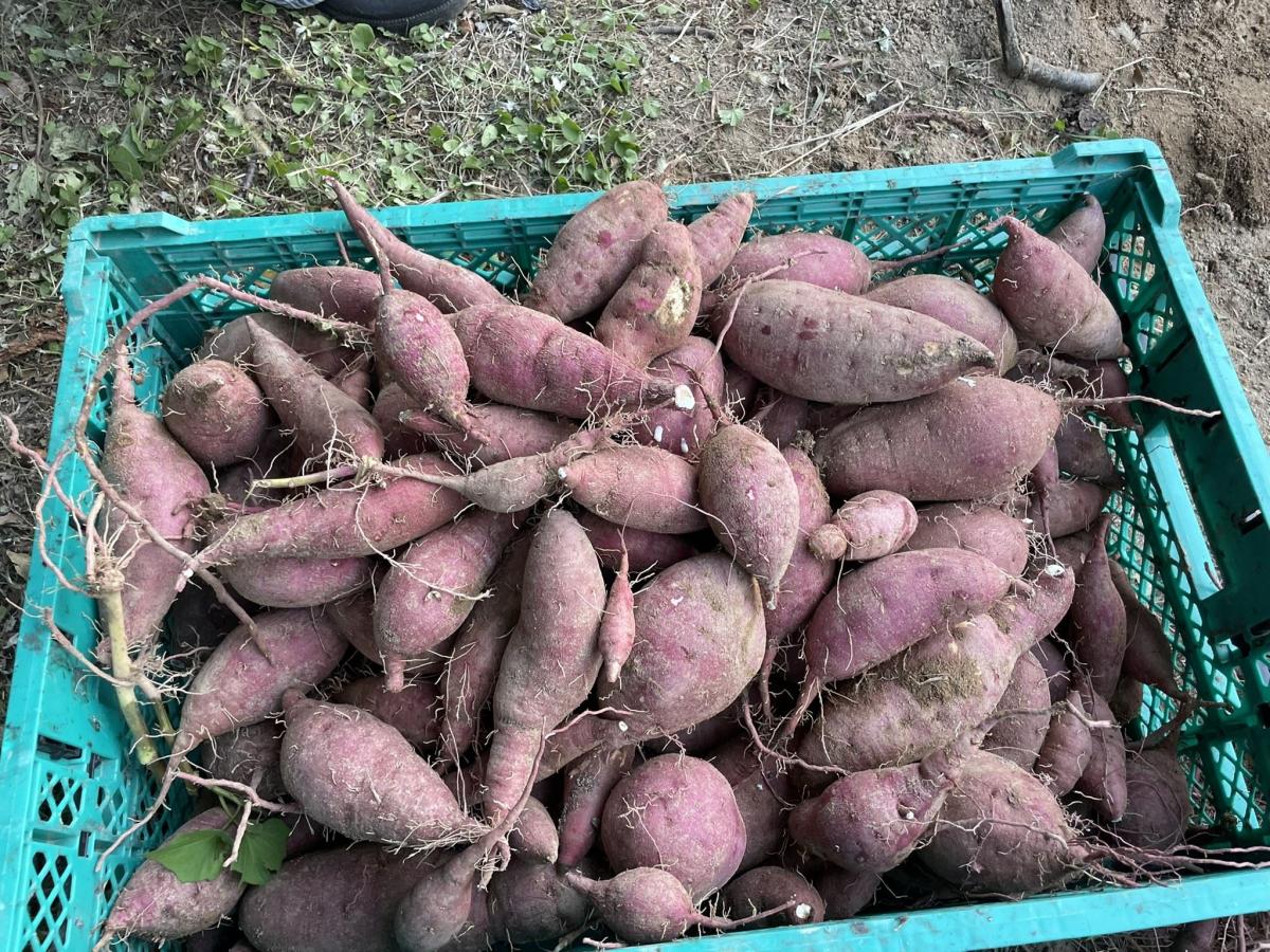 収穫されたさつまいも