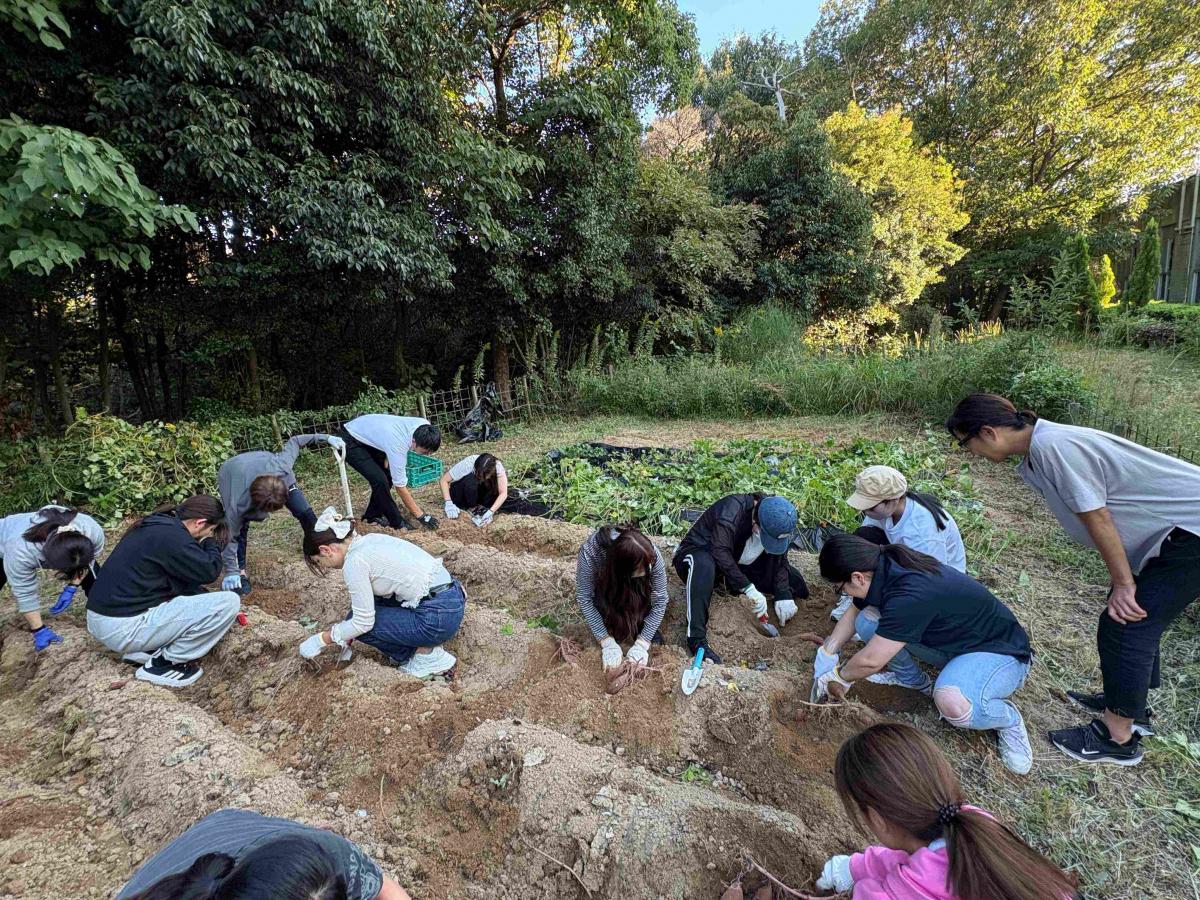 さつまいも収穫の様子