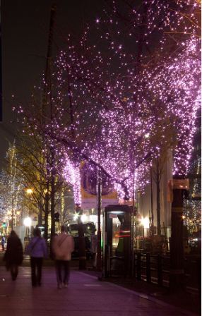 冬の桜