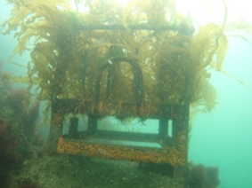 咲洲西護岸での藻場創出