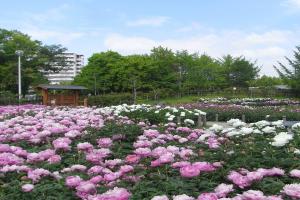 シャクヤク園の様子