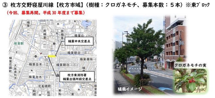 楠葉中央交差点から枚方東消防署楠葉出張所前交差点の路線と植栽イメージ