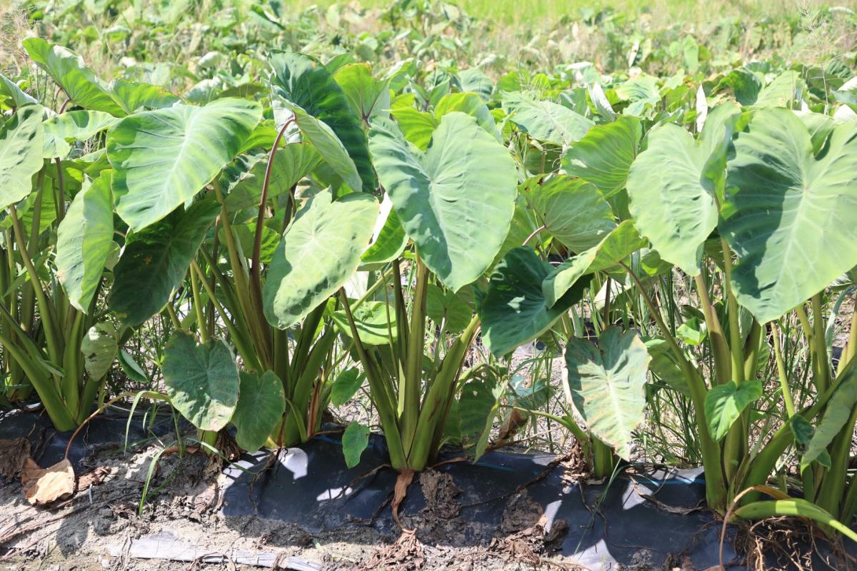 石川早生芋写真2
