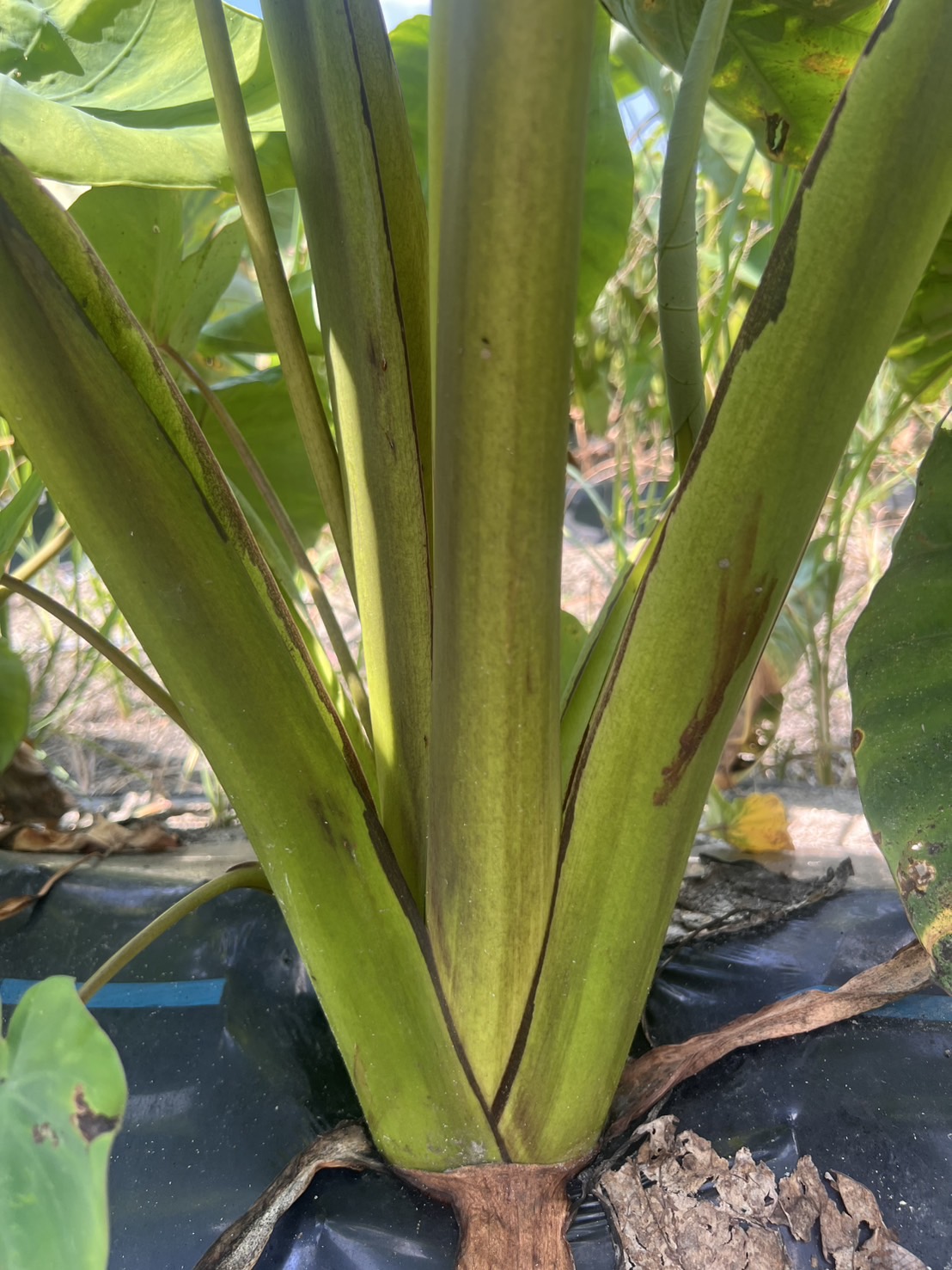 石川早生芋写真3