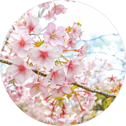 圧倒的な桜