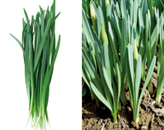 ニラとスイセンの画像