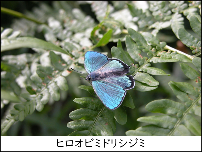 ヒロオビミドリシジミ