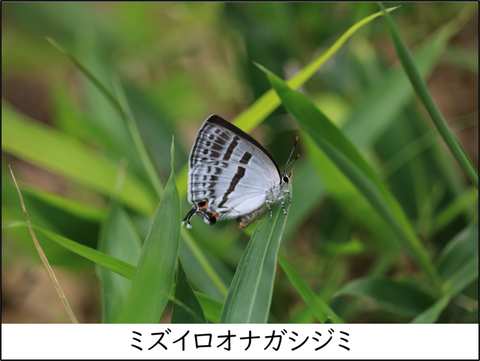 ミズイロオナガシジミ