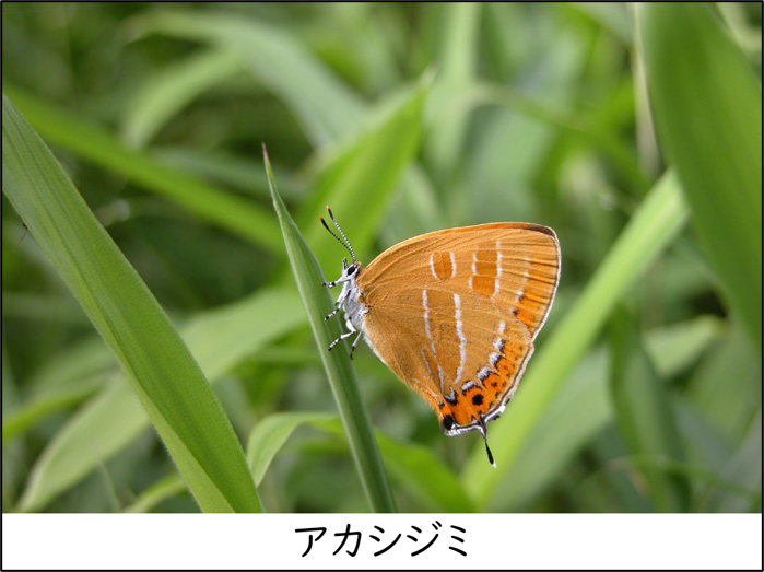 アカシジミ