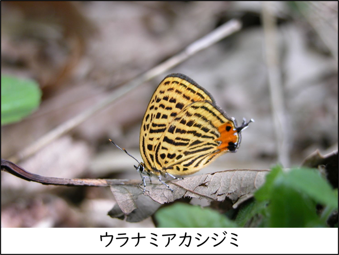 ウラナミアカシジミ