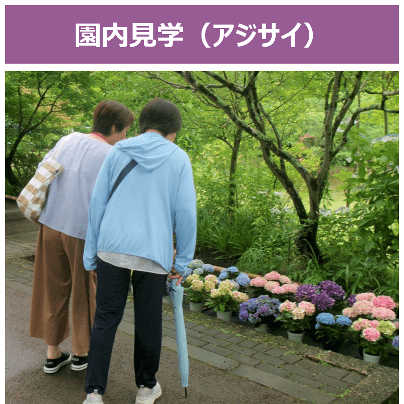園内見学(アジサイ)