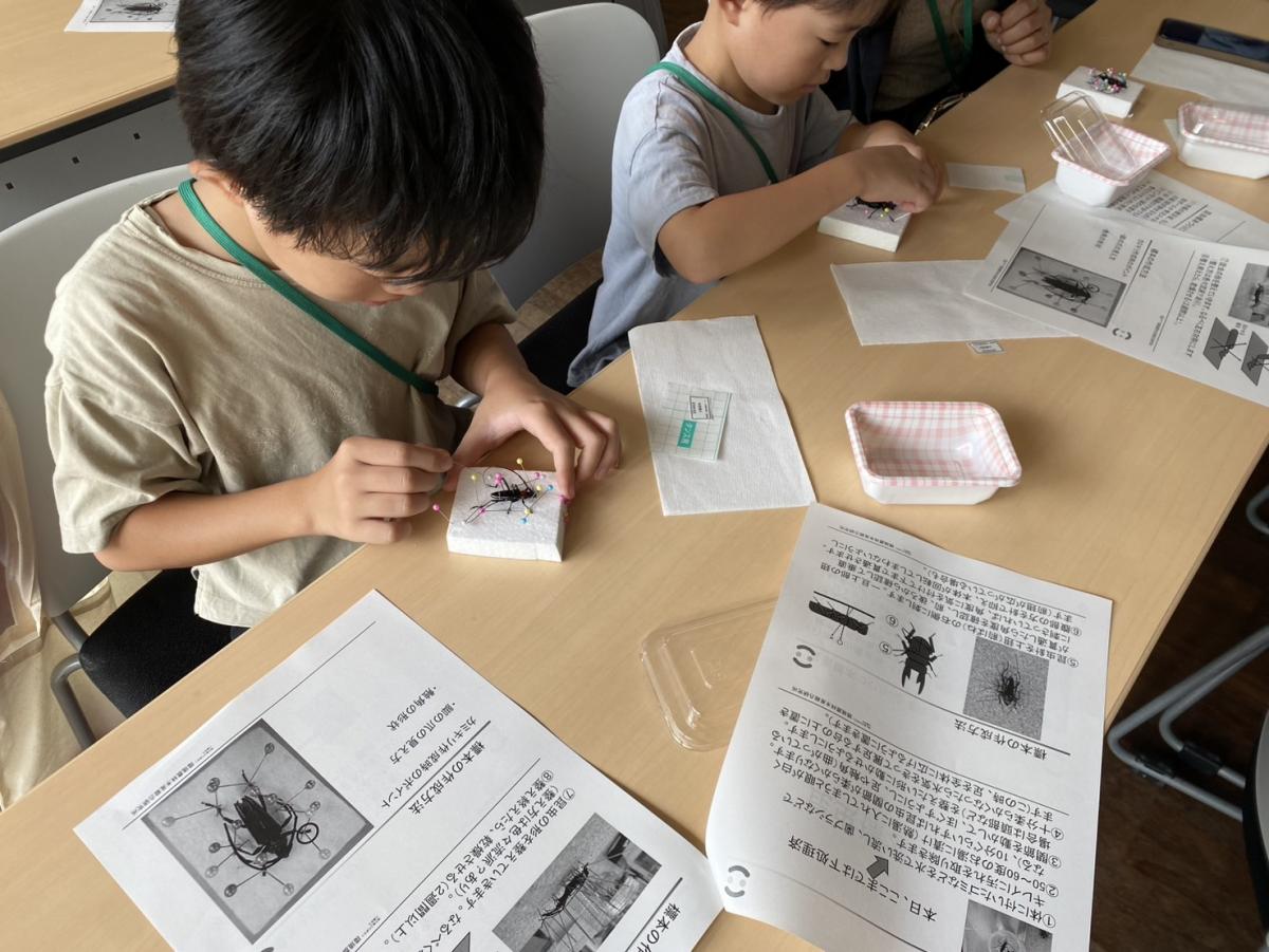 標本づくりの様子