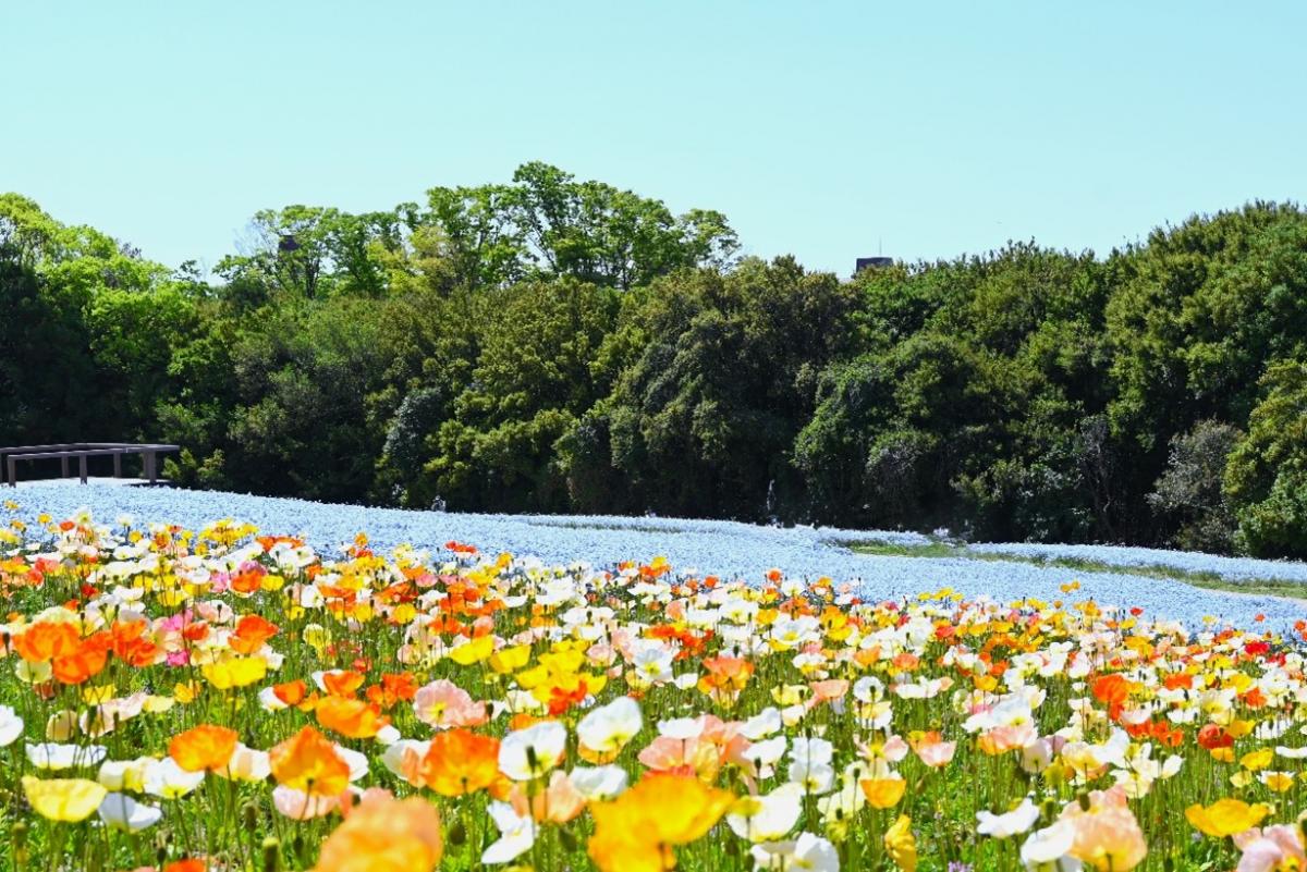 手前：チューリップ、奥：ネモフィラ