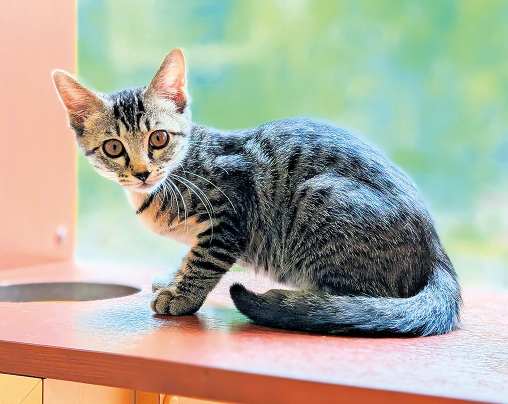 猫の画像