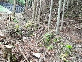yamauchi2