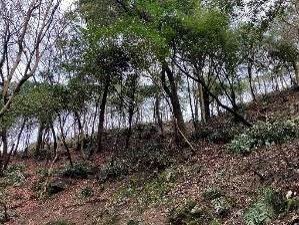 kashi1