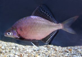 生物多様性について