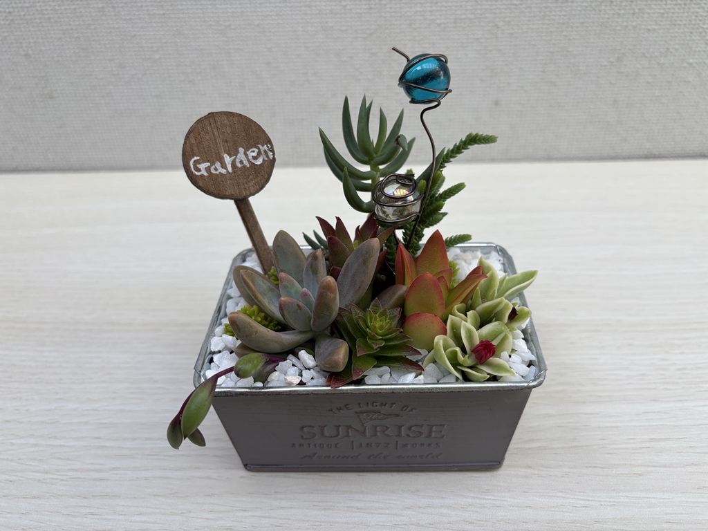 多肉植物寄せ植え