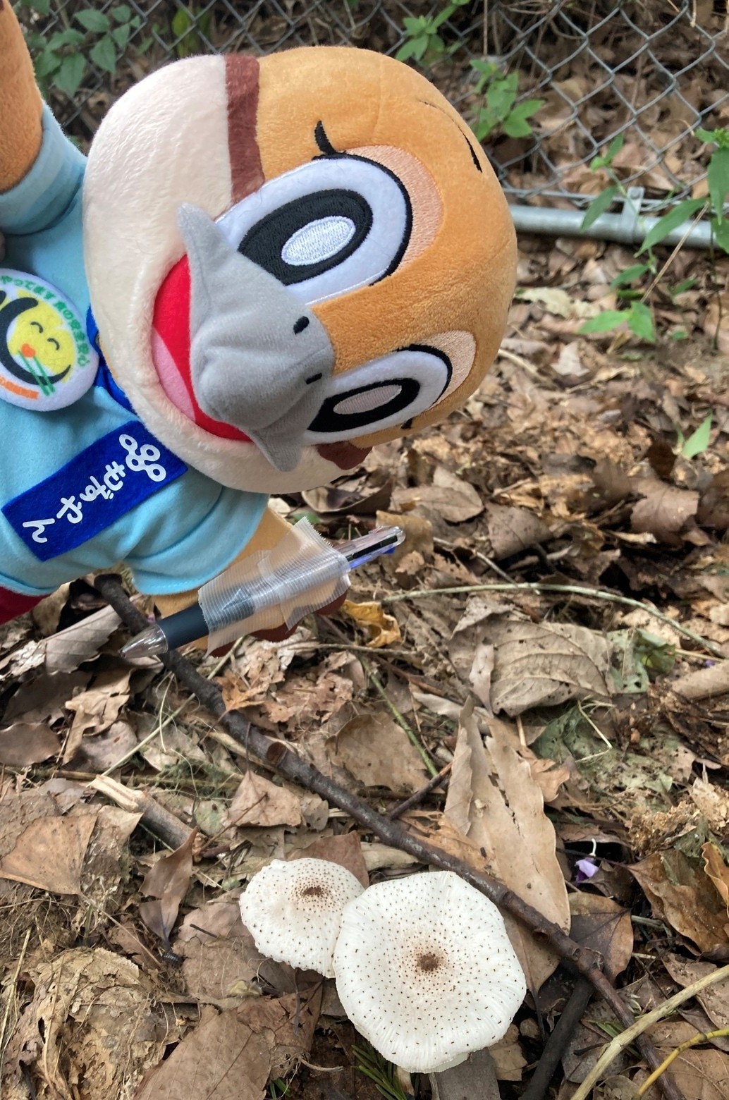 身近に生えている毒キノコの画像