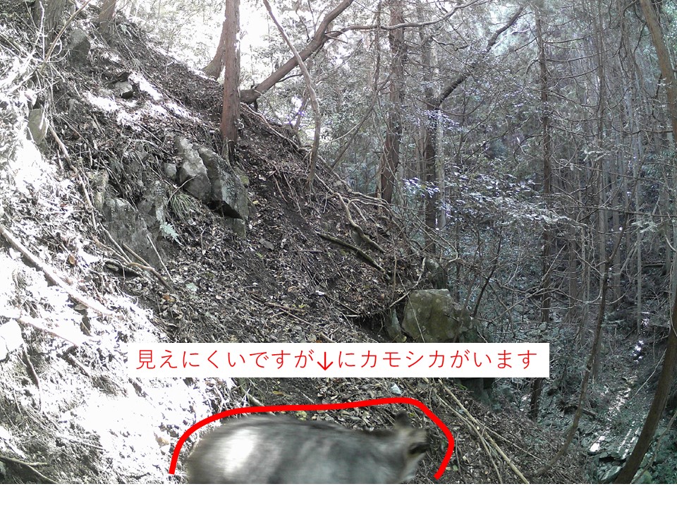 カモシカ（泉佐野市）