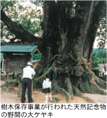 樹木保存事業が行われた天然記念物の野間の大ケヤキ