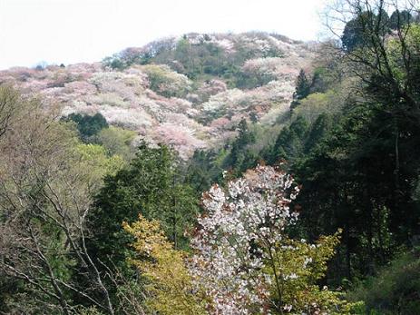 山の風景の写真
