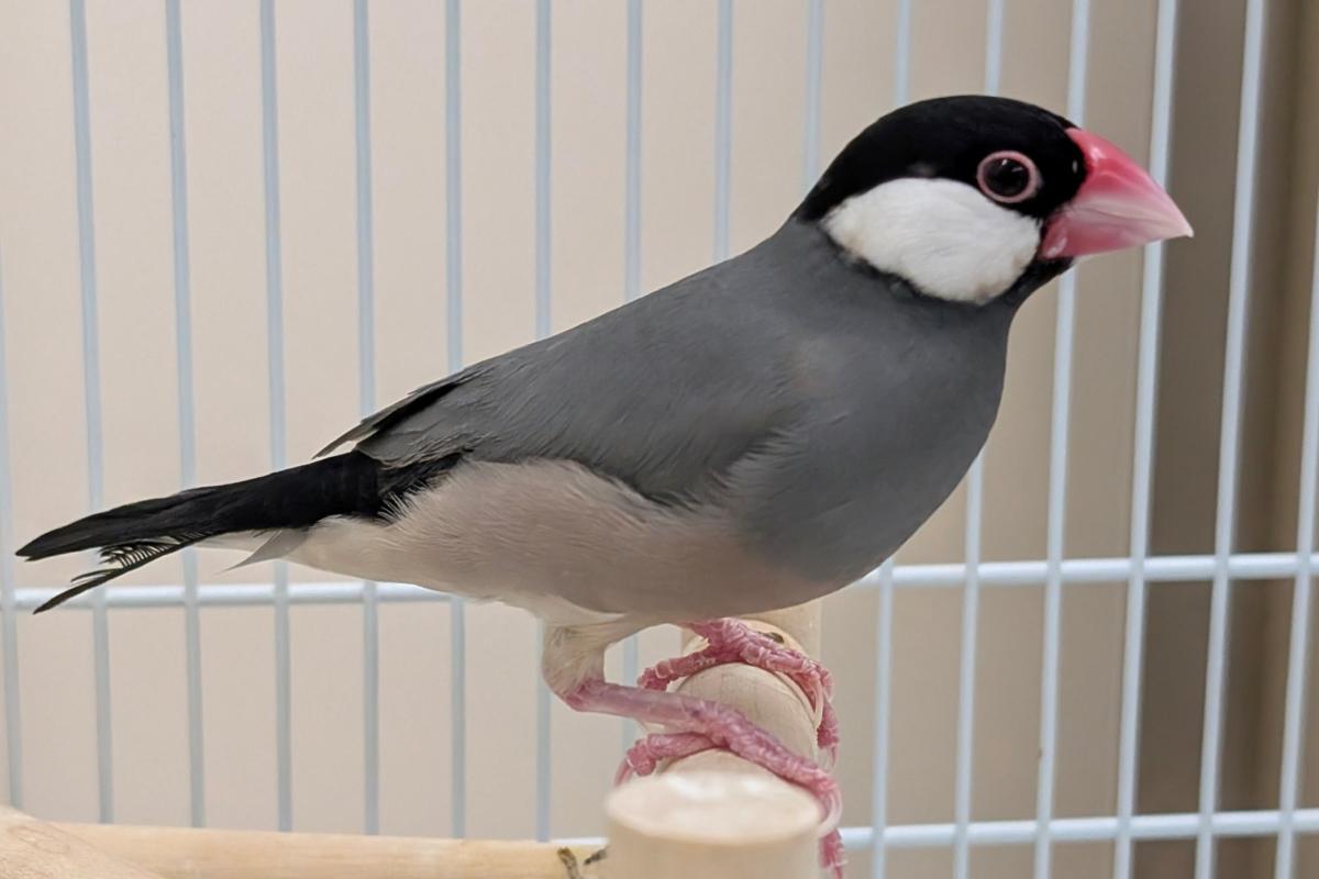 buntyou1