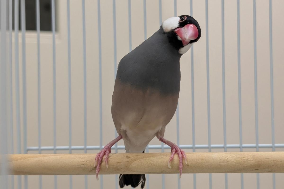 buntyou2