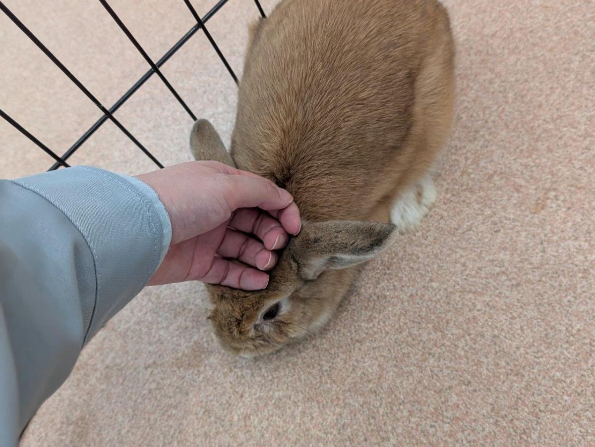チョコ2