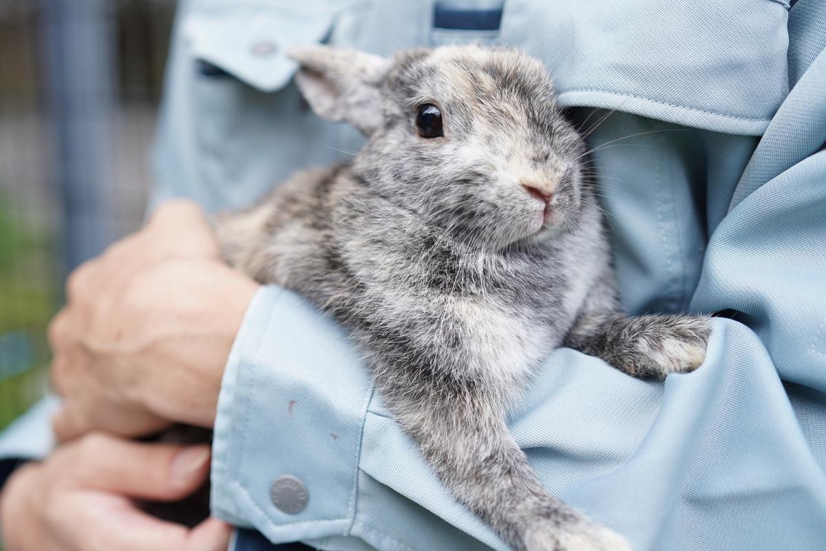 うさぎの画像3