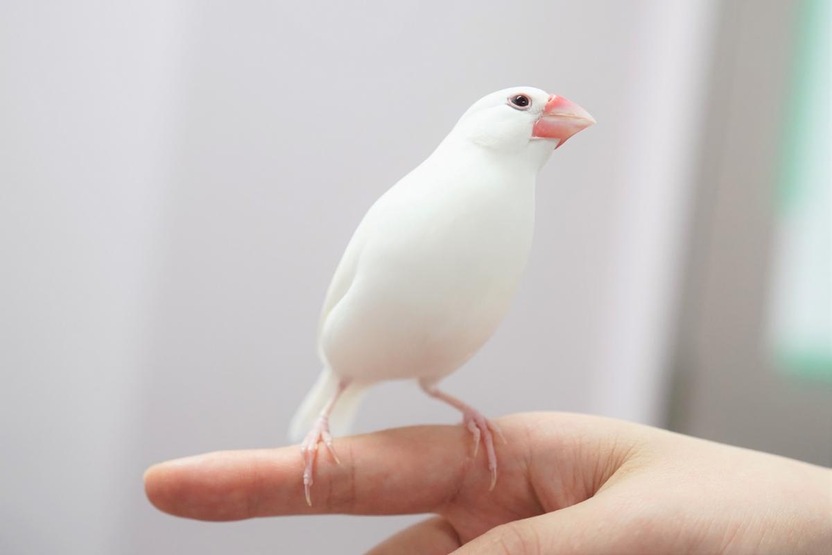 文鳥の画像2