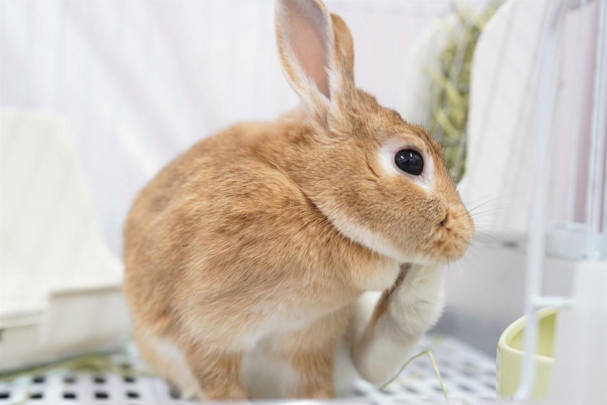 うさぎの画像1