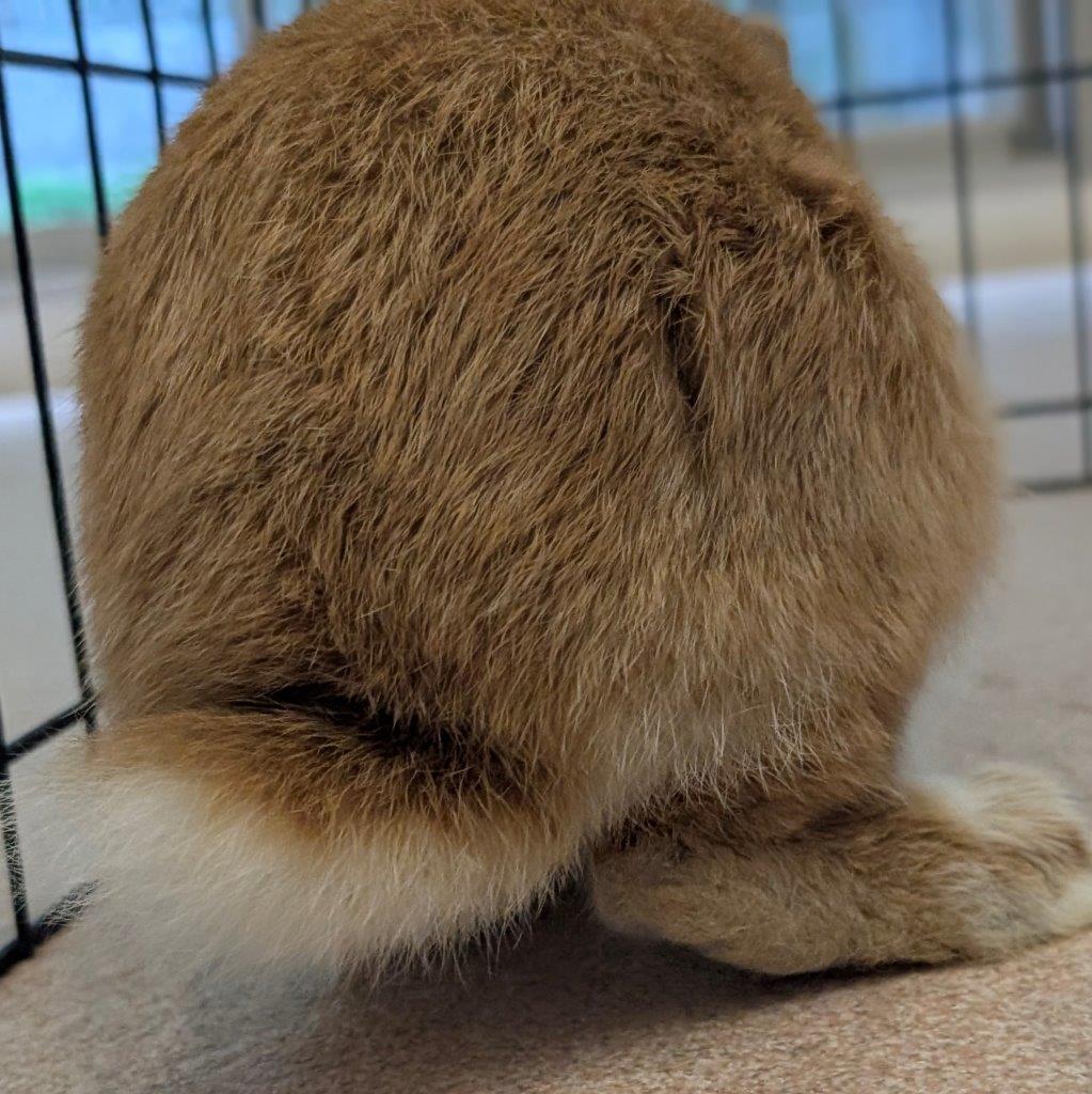 プーアルアイコン