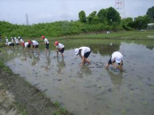 田植え