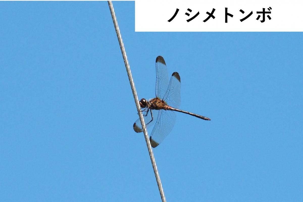 ノシメトンボ2